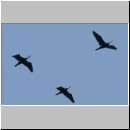 Phalacrocorax carbo - Kormoran 09.jpg